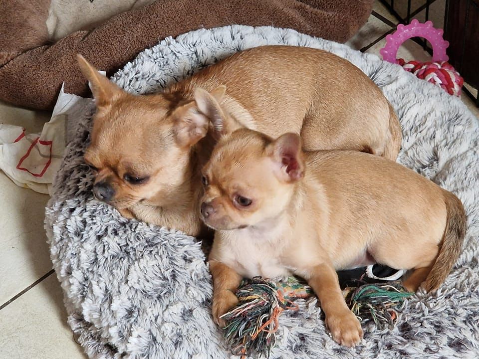 Des Sylphes de l'Ataraxie - Chiot disponible  - Chihuahua