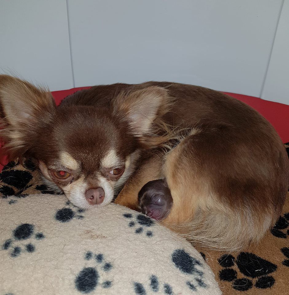 Des Sylphes de l'Ataraxie - Chihuahua - Portée née le 01/01/2019