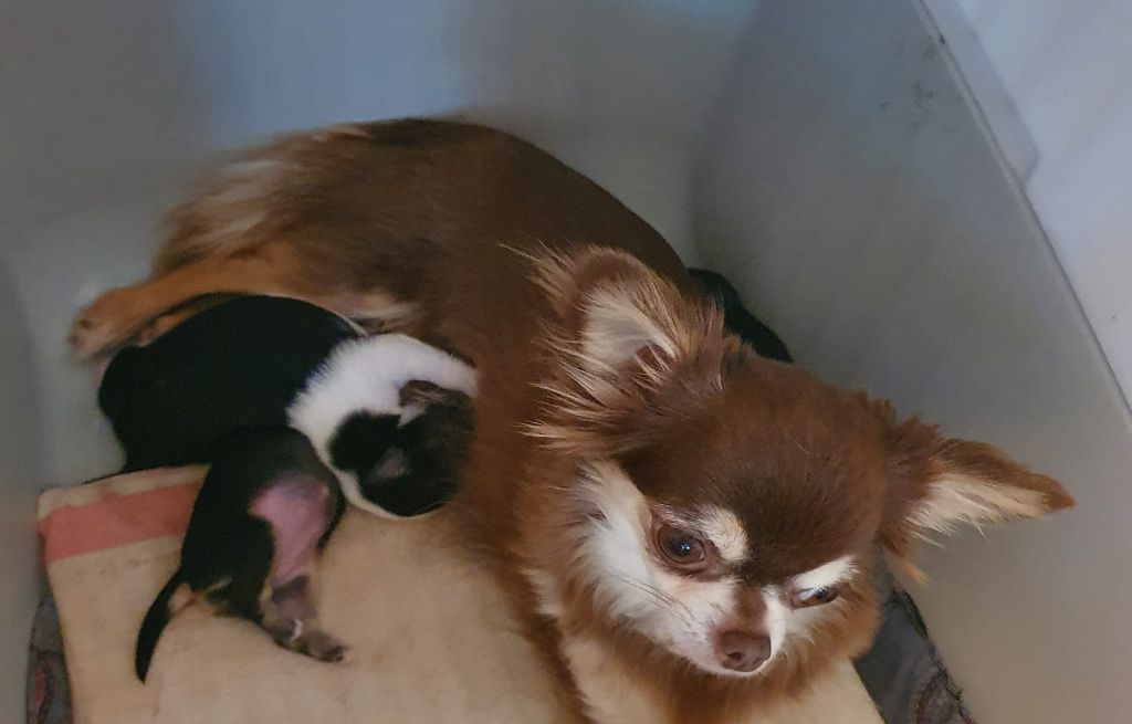 Des Sylphes de l'Ataraxie - Chihuahua - Portée née le 11/12/2020
