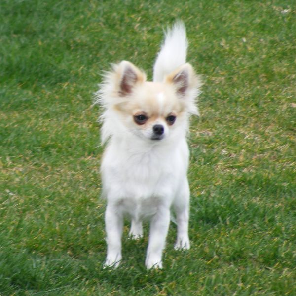 Evy dance Des Sylphes de l'Ataraxie