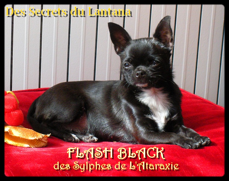 Flash black Des Sylphes de l'Ataraxie