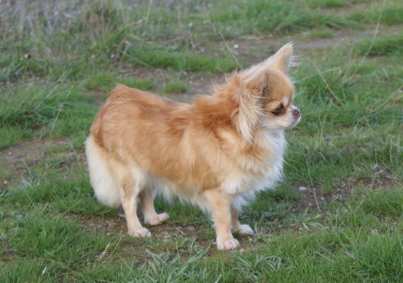 Brooklyn Des Sylphes de l'Ataraxie