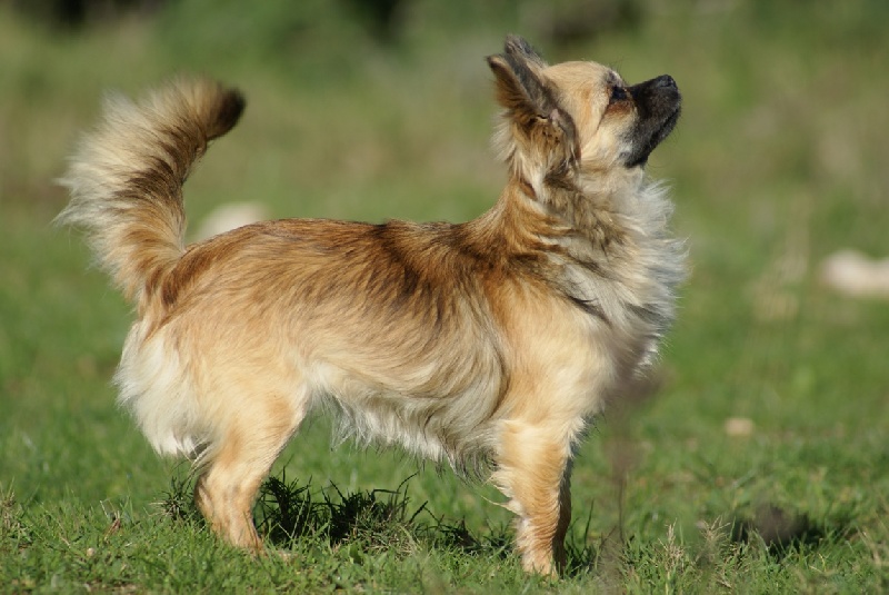 Fantastique dite fergie Des Sylphes de l'Ataraxie