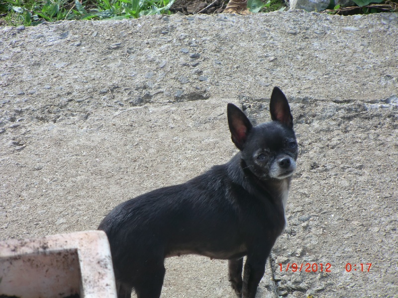 Faustine Des Sylphes de l'Ataraxie