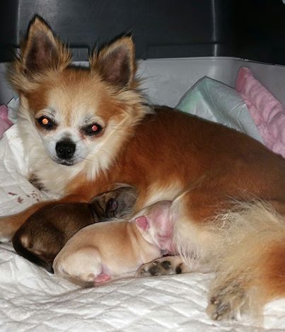 Eosine Des Sylphes de l'Ataraxie